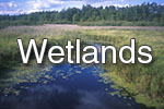 wetlands